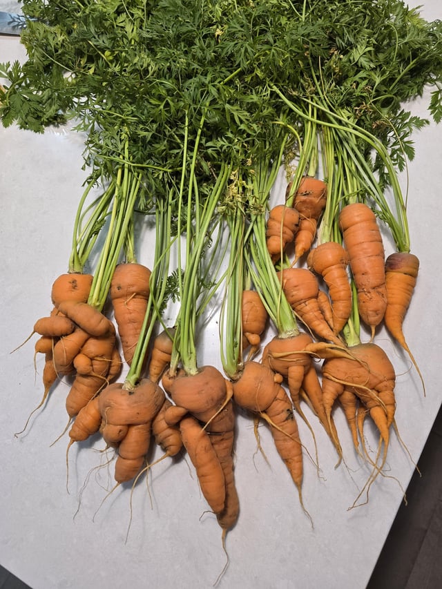 My first carrots, I will do better next year… – Reddit Post