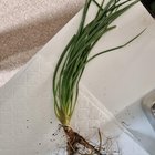 Geelong. What was this plant before it was ripped up. How can I save it?
