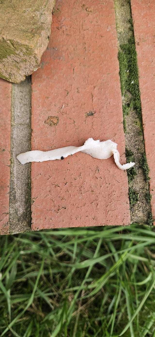 What have I just pulled out of my bee hotel?