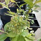 most excited for my blueberries! – Reddit Post