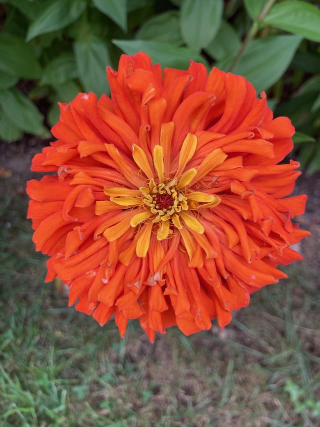 my burning sun zinnias – Reddit Post