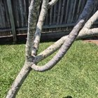 What is on my frangipani branches?