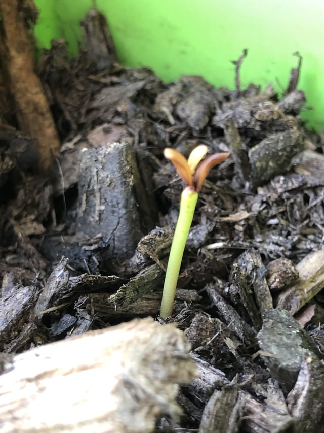 Help with Seedling not growing