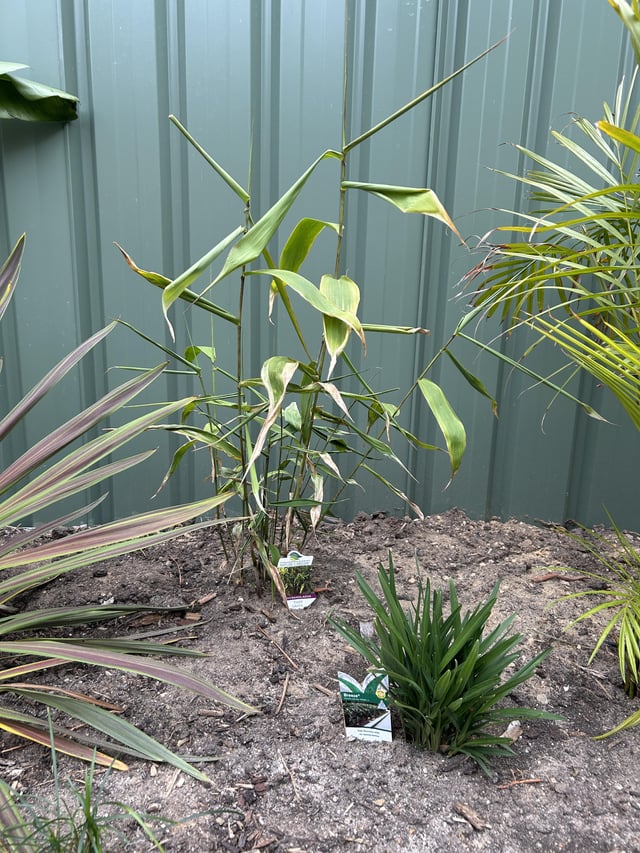 Help with Tiger plant