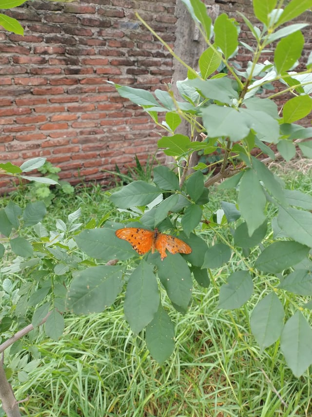 A wonderful being has landed on my beloved tree – Reddit Post