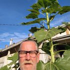 My mammoth sunflower bloomed – Reddit Post