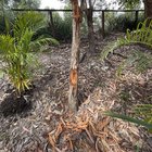What caused these tunnels in this tree?