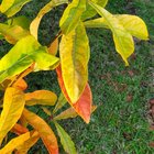 This Tree is Extinct – Reddit Post