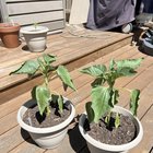 What’s happening to my sunflowers?
