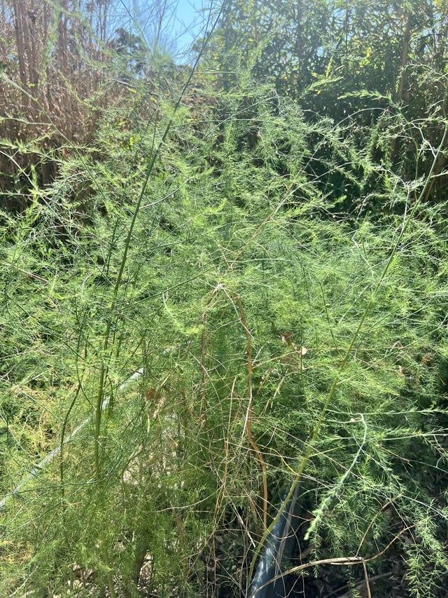 Can someone tell me what this is?