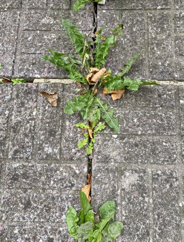 What’s the best way to deal with these weeds?