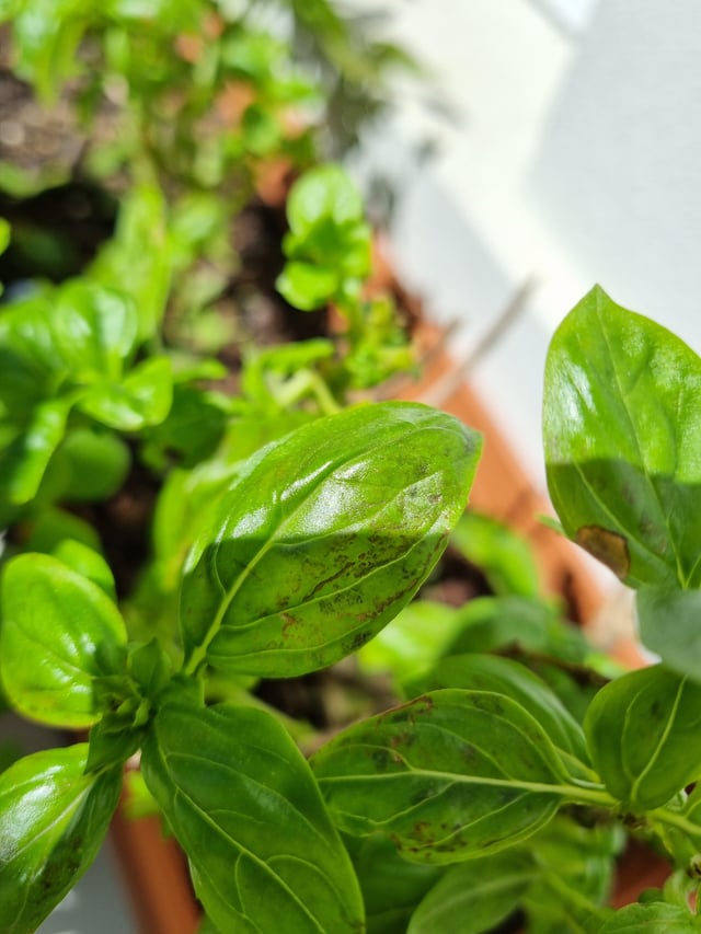Basil black spots