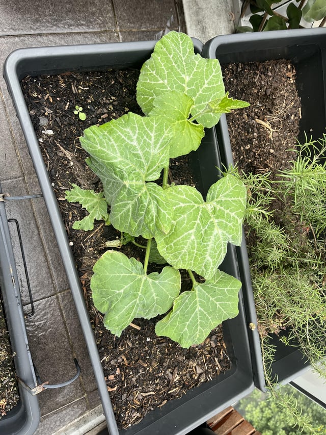 Not a bean? Thought it was a bean the front plant (back is Rosemary) but it doesn’t seem to have viney climbers?