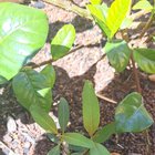 What’s growing here?