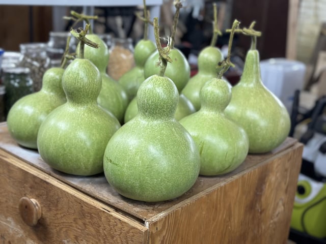 Harvested my birdhouse gourds today before frost tonight – Reddit Post