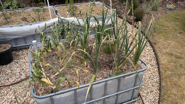 First time garlic grower: ready to harvest?