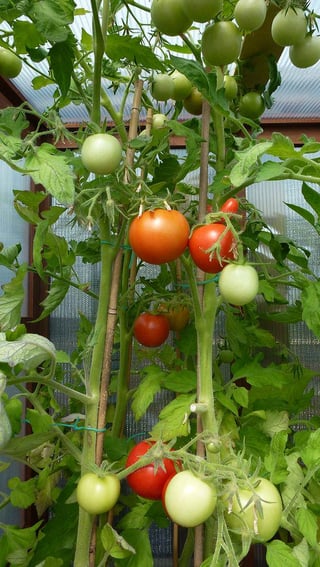First harvest of my tomatoes – Reddit Post