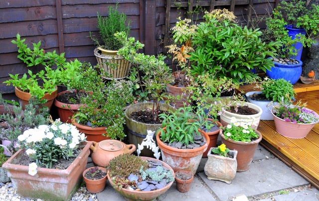 Container Gardening – Reddit Post