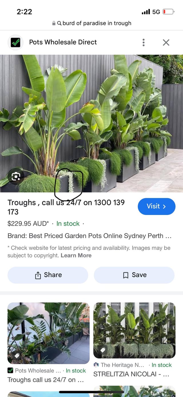Plant identification