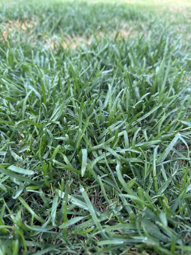 Trying to identify this my in my couch?