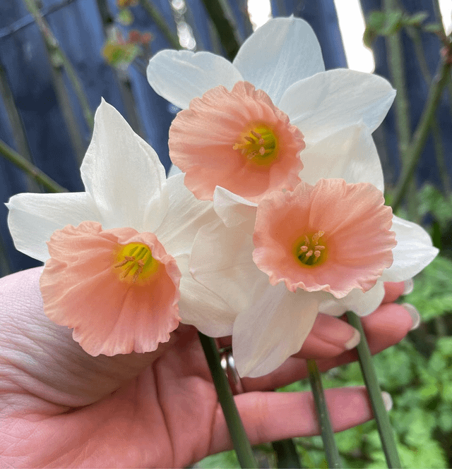 My Katie Heath Daffodils 💕 – Reddit Post