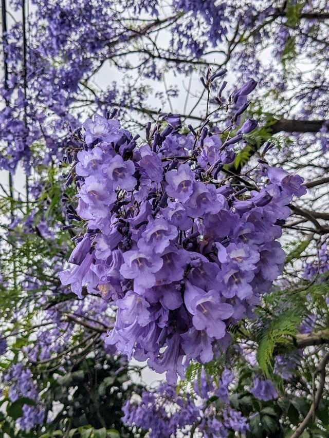 Jacaranda flowers – Reddit Post