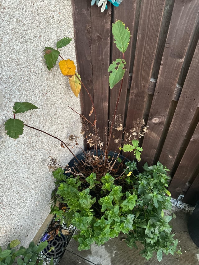 Is there hope for this Red Hydrangea
