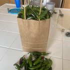 Had to harvest before the temp drops big time – Reddit Post