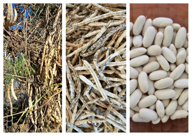 Anybody ever leave green beans to dry on the vine and use as a dry (e.g., soup) bean? What are they like? Terrible and not optimized for that purpose, or pretty good? – Reddit Post