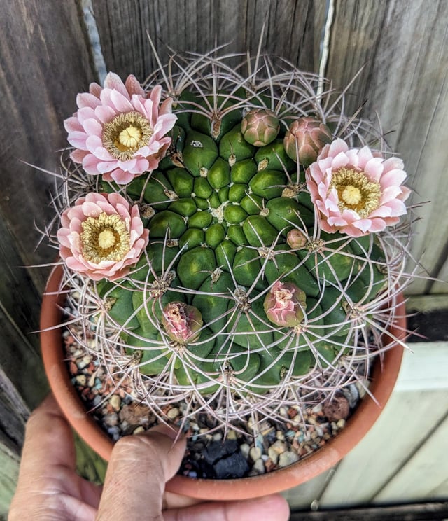 My cactus flowers – Reddit Post