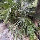 How/when do I prune this?