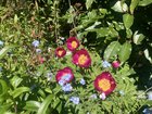 Fernleaf ‘Phoenix’ Peony in my front garden. – Reddit Post