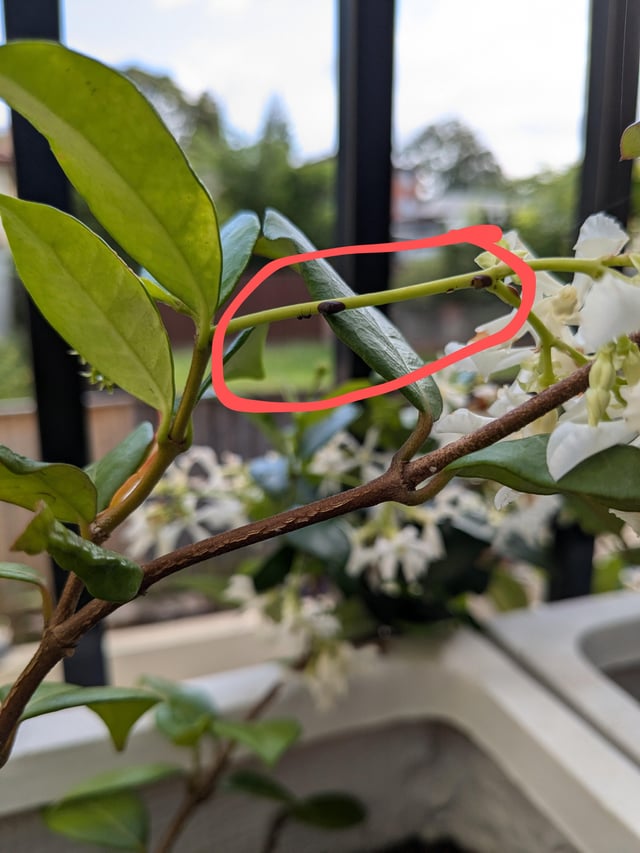 What’s this on my star jasmine?