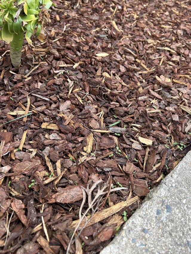 How do I stop these sprouts ? – Reddit Post