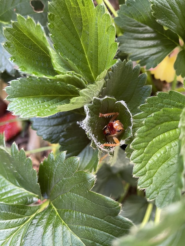 Insect in Strawberry Patch