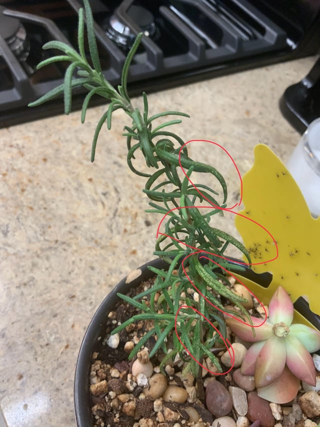 What is this in my rosemary?