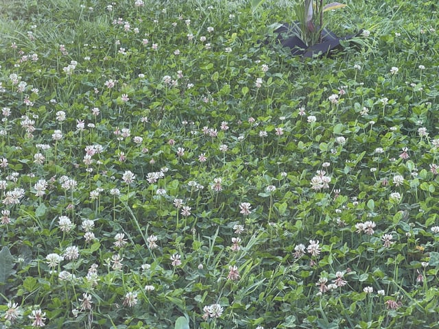 Ideas to deal with clover