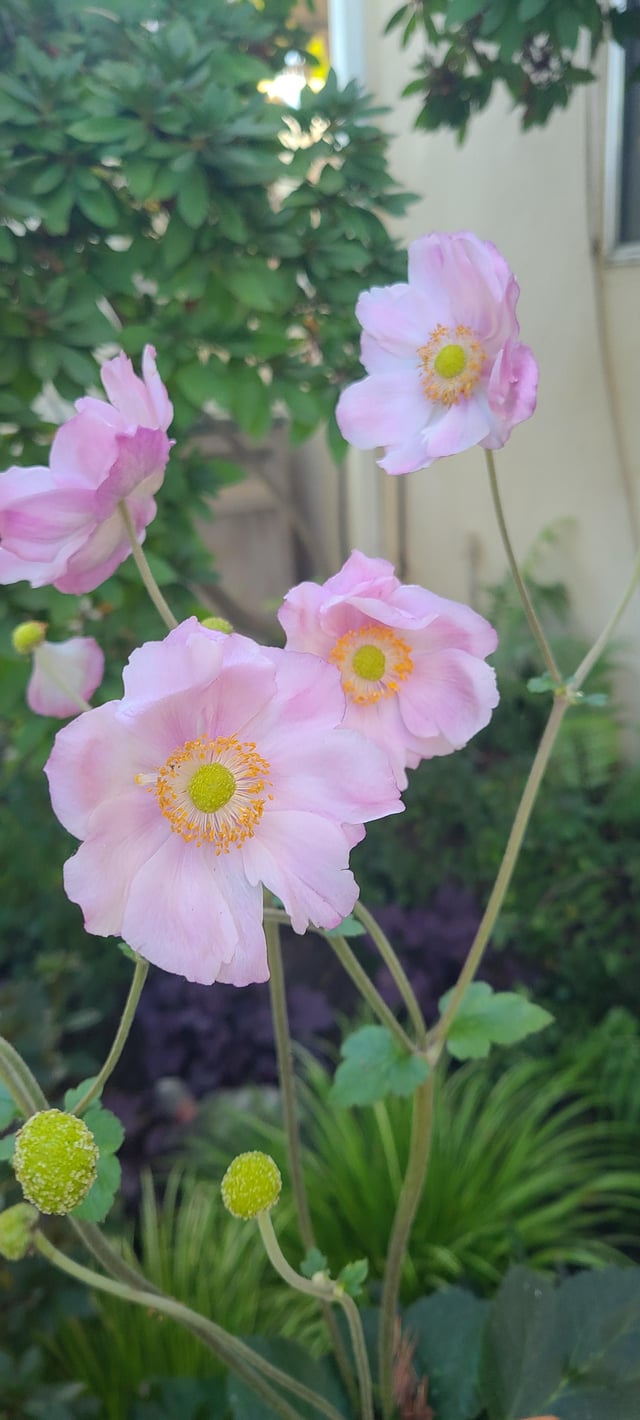 ID Please