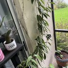 My dramatic Hoya finally bloomed right before the hurricane. – Reddit Post