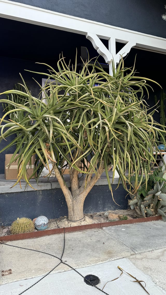 Tree Aloe Medusa – pruning + get more upright – Reddit Post