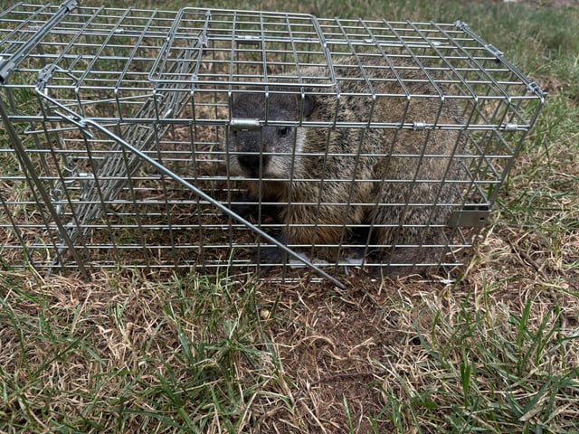 I finally got them the groundhog that’s been screwing with my shit. Next stop at 13 mile trip to somewhere else. – Reddit Post