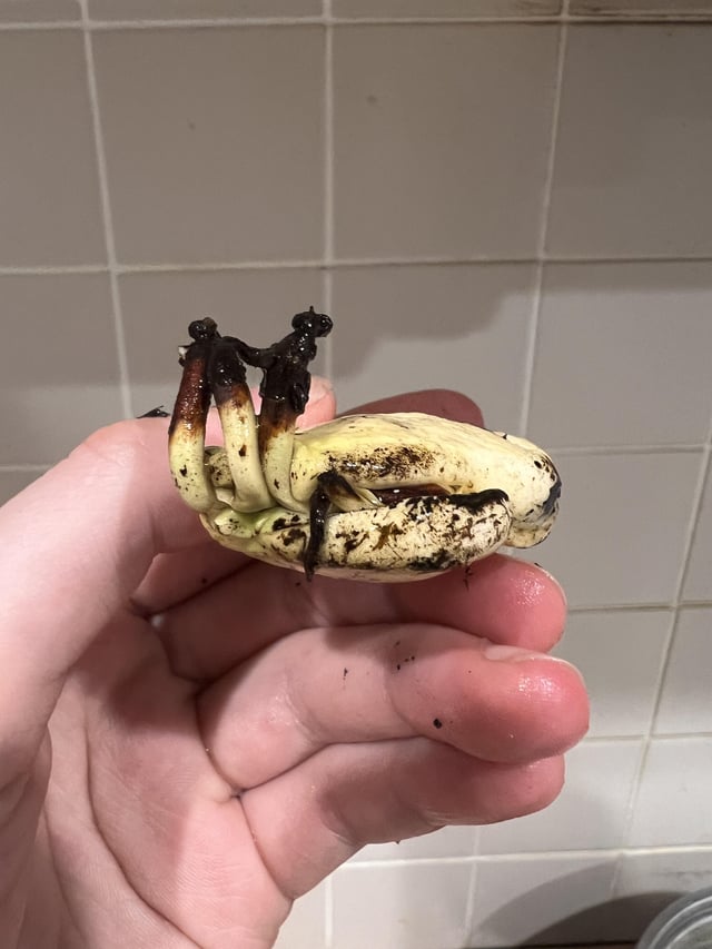 Trying to germinate a mango seed: what are these? – Reddit Post