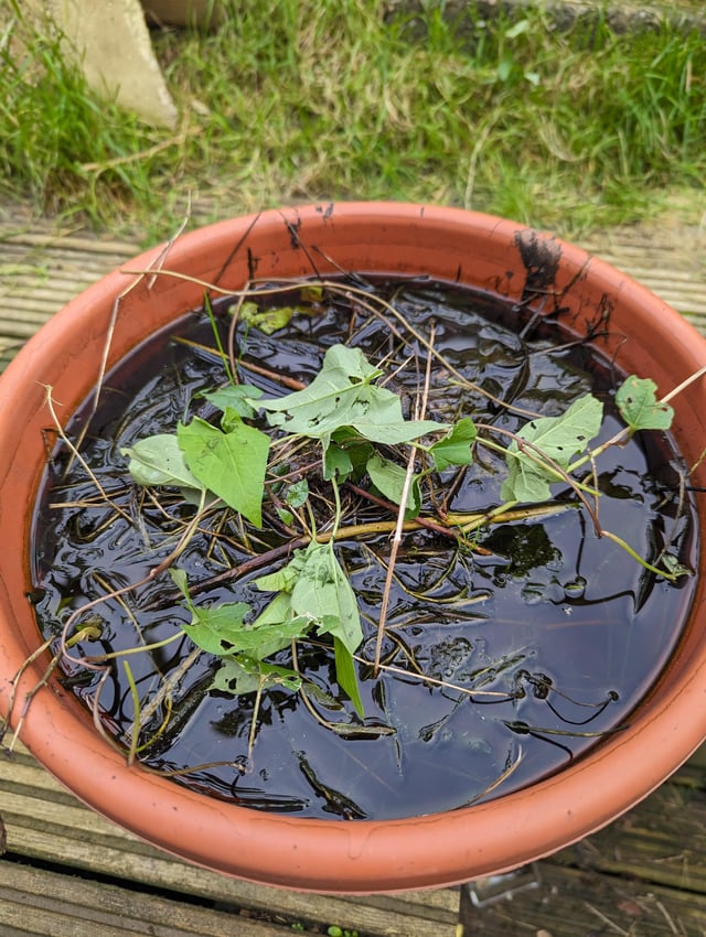 Should I use this water or plant matter? All the cuttings I don’t put in the compost go in pots like this