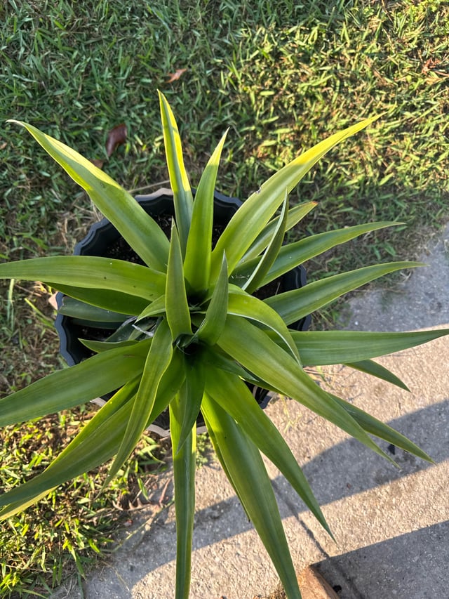 Help with pineapple plant – Reddit Post