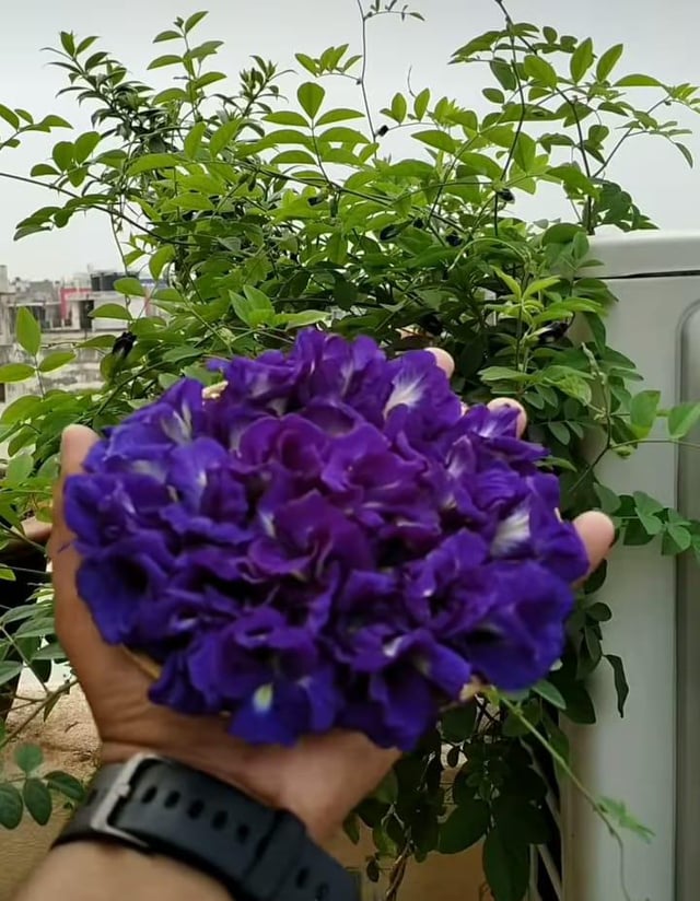 “Nature’s little masterpiece in purple.” – Reddit Post