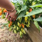 Check out my peppers – Reddit Post