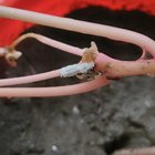 Are these killing my plants – Reddit Post