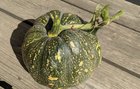 This squash fused with the stem. – Reddit Post