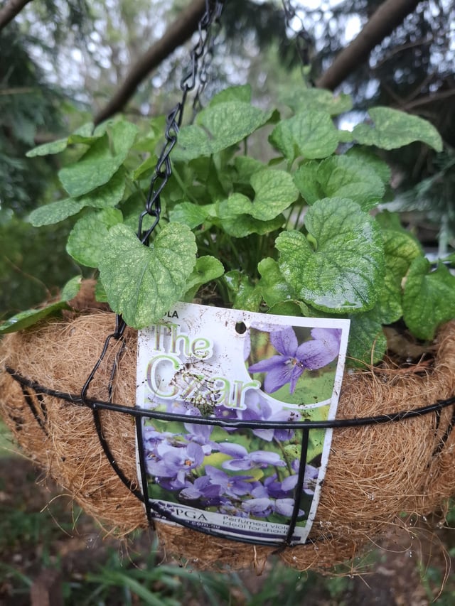 What’s going on with my viola? Noticed yellowing leaves with green veins a few days after purchase.