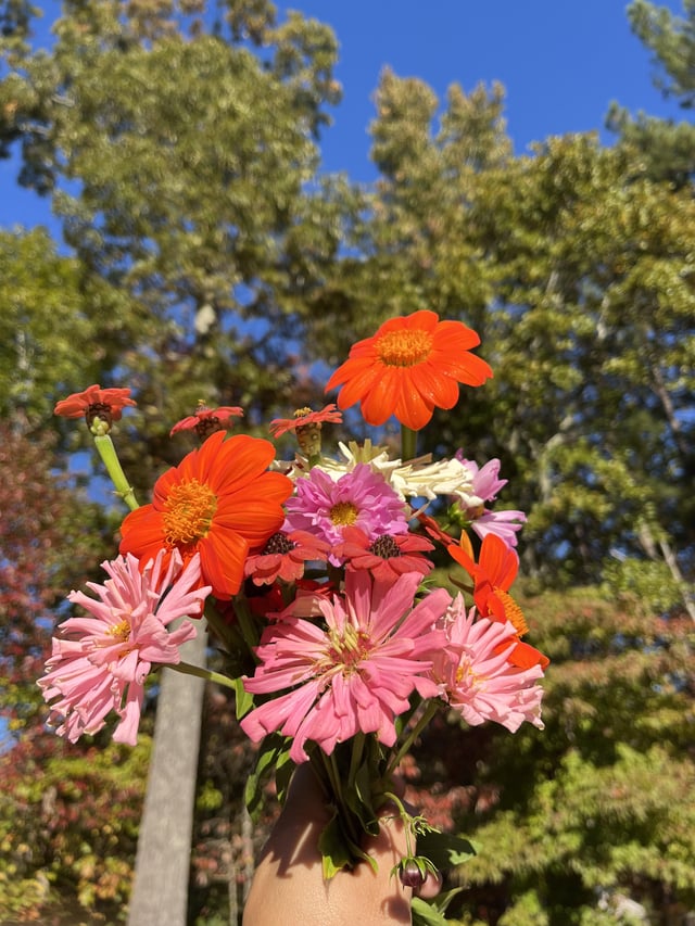 Some beautiful summer stragglers 💐 – Reddit Post